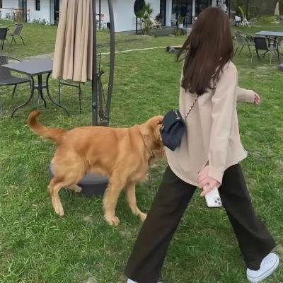 我的播音系女友